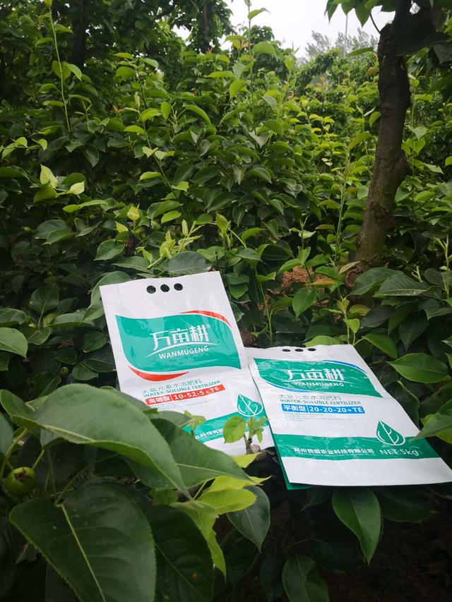 如何用水溶肥，正确使用水溶肥，吸收高、效果迅速提升数十倍