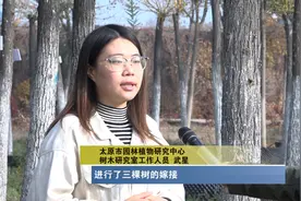 激动！嫁接百年古槐，太原成功了图片