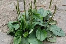 《本草精荟》：利水通淋：车前子（车前草）的功效与应用图片