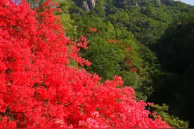 重磅｜2020年西泰山杜鹃花海官方花期预报图片