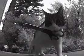 猫咪偷邻居物品被主人惩罚，邻居竟然说：我允许它来偷我家的东西图片