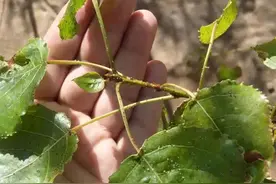 养植物必定经过的一种虫害，有特别容易清理，蚜虫防治指南图片