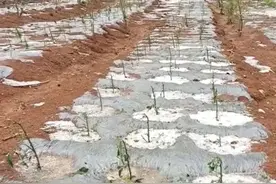 冰雹造成的损失数据出来了，没成熟的果子满目疮痍，农民太辛苦了图片