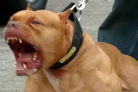 比特犬的黑暗历史，看完就知道它为什么这么猛了图片