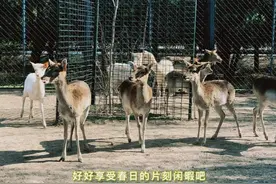 「旅行·清明节」南海子公园·麋鹿苑图片