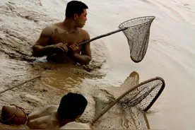 小浪底泄洪排沙19年，引发黄河“流鱼”，下游生态陷入危机？图片