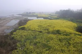 她从集上带回五十一粒种子，丰富左右邻居的零花钱图片