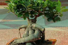 盆栽榕树怎么养？注意2点，枝叶很多、绿油油很繁茂、造型也美图片