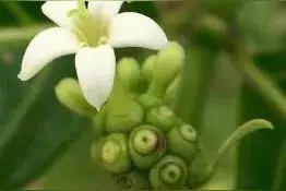 诺丽酵素是带点酸味的，为什么是碱性食品？图片