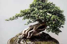 盆景养护：上盆、换盆、翻盆手法各不相同，如何操作呢？图片
