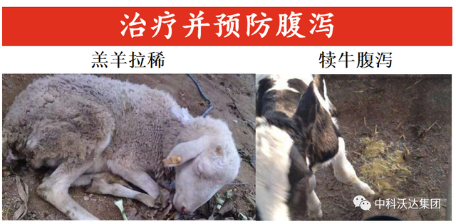 鐩婄珛鍋ワ紙鐗涚緤涓撶敤锛夆€斾腑绉戞矁杈句腑鑽椿鑿屽彂閰点€侀槻鐥呮姉鐥呬績鐢熼暱