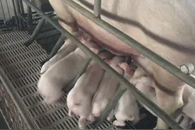 母猪产程过长很愁人？这个关键诱因在妊娠期就能解决！图片