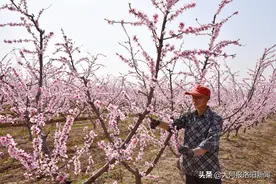 人面桃花相映红，春暖花开农事忙图片