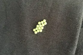 这是什么东西图片