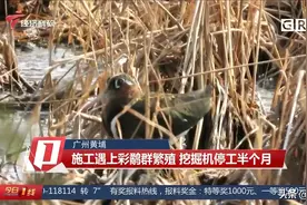 停工！广州黄埔一施工地遇上彩鹬群繁殖 挖掘机停工半个月图片