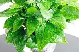 为什么有些人家里不能养绿萝？看完告诉身边人视频封面