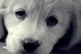 狗肉馆还有合法的吗？农业部：我国尚无明确的肉用犬品种图片