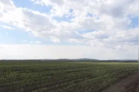 我市8千万株甜菜纸筒秧苗移栽大田图片