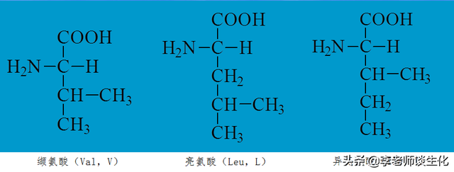 基本氨基酸的一些基本知识：结构、特点与记忆方法(二)