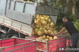 蜜柚上市！深加工企业生产忙...图片