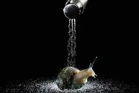 盐是怎么杀死蜗牛的？撒盐是虐待小动物吗？图片