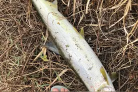 一米多长的白条鱼？深圳钓鱼人河道钓起“白条鱼王”图片