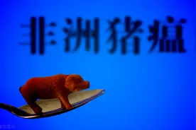 无疫小区规模猪场非洲猪瘟防控方案图片
