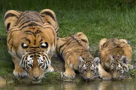 为什么很多动物会吃掉自己的孩子？科学家：很成功的繁衍策略图片