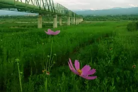 格桑花开，祝福高考学子历尽千帆、终能得偿所愿图片
