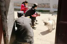 陪伴一家人十几年的狗狗，早晨悄无声息地消失了图片