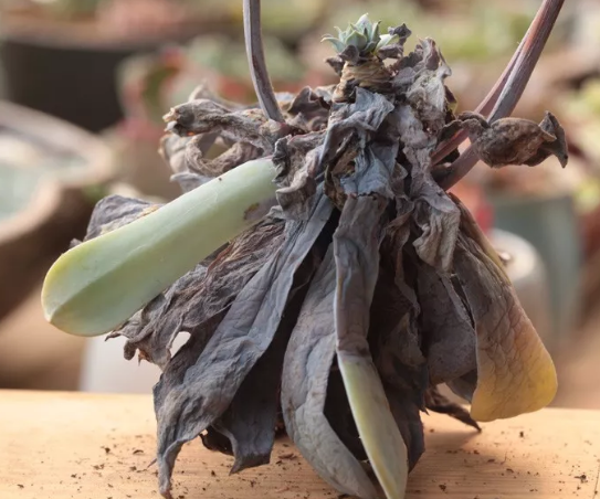 这种可怕的疾病,正在腐蚀你的多肉