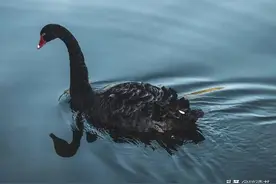 如何应对不可预知的未来？活着就有希望——读《黑天鹅》图片