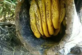 蜜蜂误采雷公藤，蜂蜜成毒蜜，2人因此丧生图片