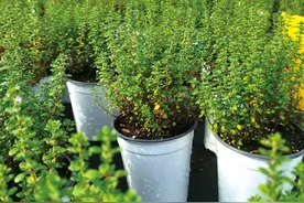 克拉香草：和香草谈一场“恋爱”| 2020年第9期“花”样生活专题图片