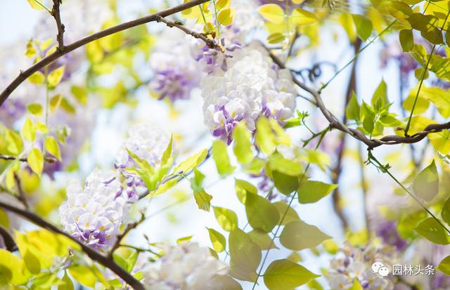 雄安新区街道绿化，重点应用这些树种