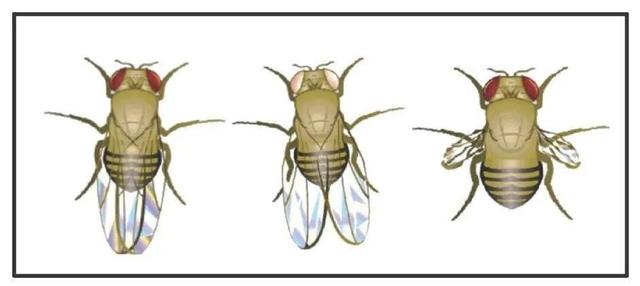 打了狂犬疫苗可以喝花胶汤吗 2026年打狂犬疫苗可以吃花胶炖鸡汤吗?