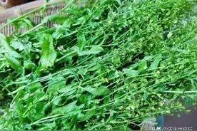 三月初三到了，为何这天要用地菜煮鸡蛋吃？如何制作地菜煮鸡蛋？图片