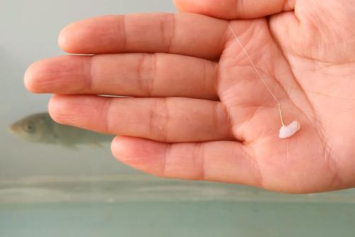 剩米饭钓鱼老是钓不到、钓不好，这几个细节没做到，当然效果不行