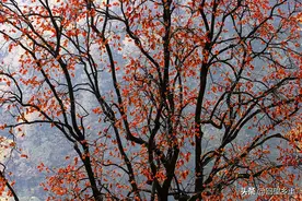 深秋的豫西乡村间柿子挂满枝头，曾经的宝贝如今它就是一道风景图片