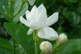 茉莉什么时候播种图片