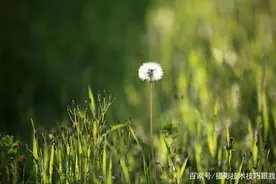 来看，用这几个技巧，把路边的小草拍成大片图片