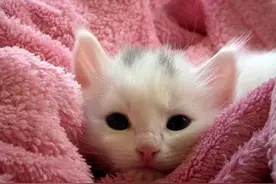 孩子的安全感从何而来----来自著名心理实验的答案图片