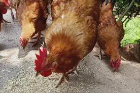 吃稻谷的鸡有营养吗图片