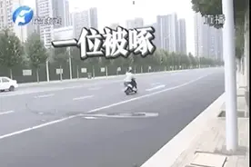 郑州路边有一只“愤怒小鸟”只啄穿黑衣男性图片