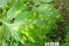 西红柿主要病害图谱（上），建议收藏图片