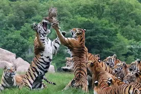 1000余只东北虎膘肥体壮，世界最大野化基地里捕食野鸡，野性十足图片