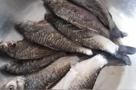 黑龙江野生鲫鱼，吃鱼不吐刺，味道嘎嘎香，还补钙……图片