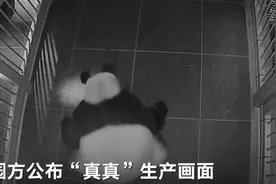 旅日大熊猫“真真”产双胞胎画面曝光：饲养员隔着笼子小心翼翼取过幼崽图片