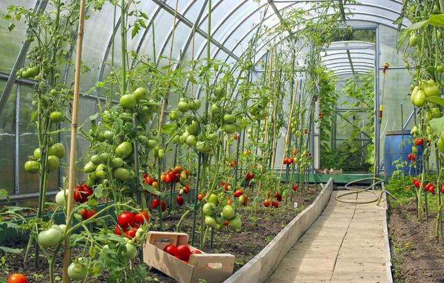 一种家庭种菜大棚,设计,安装简单,造价极低,适合各种蔬菜种植