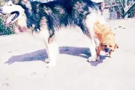 为什么两只狗狗屁股连一起，分不开，是在玩吗图片